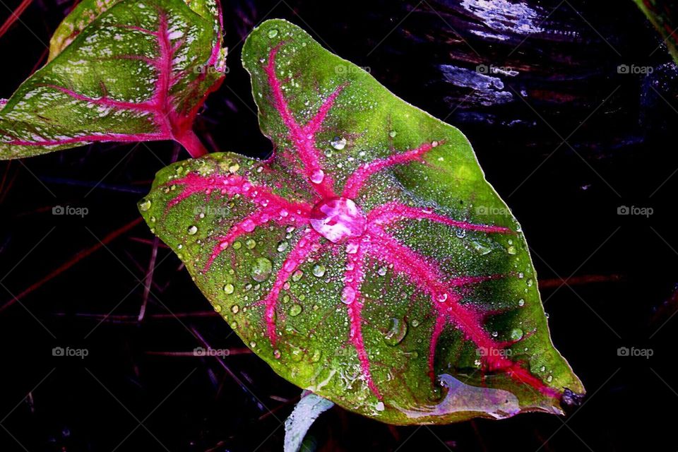 Caladiums in the rain
