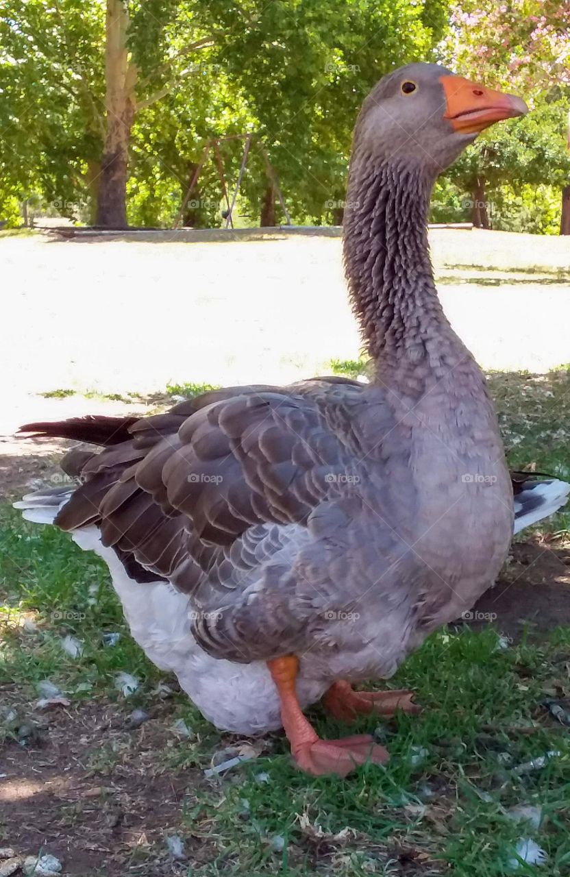 Toulouse goose. The Toulouse is a French breed of large domestic goose, originally from the area of Toulouse in south-western France.