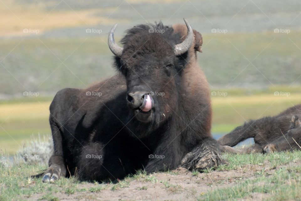 A bull bison resting in a field licking his own nose