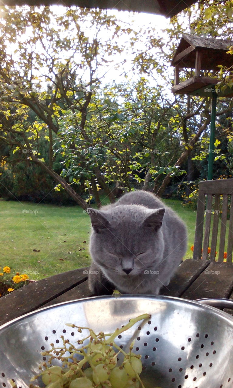 cat in garden