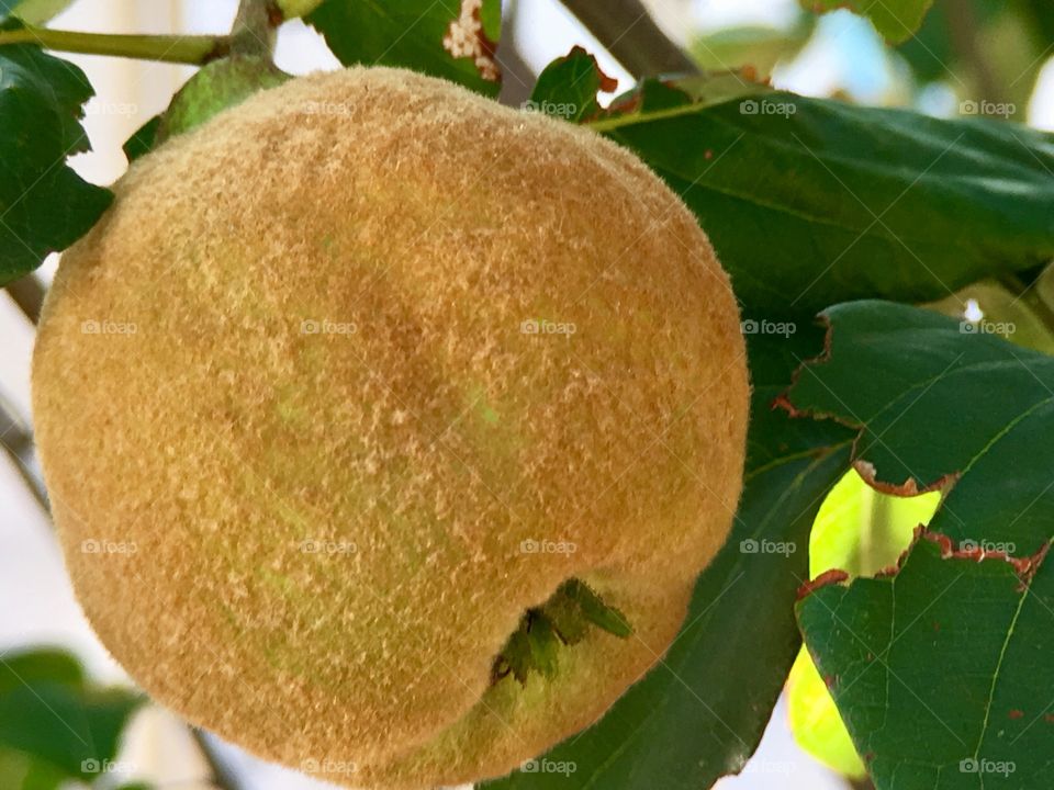 Closeup view ripe quince fruit on tree