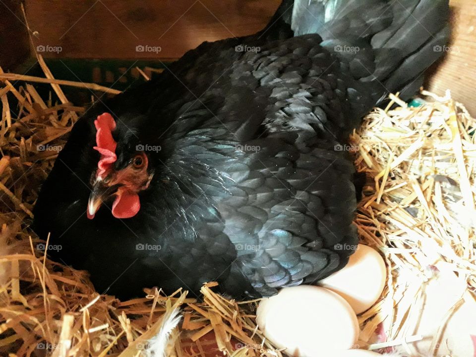 Black hen brooding on a nest with eggs