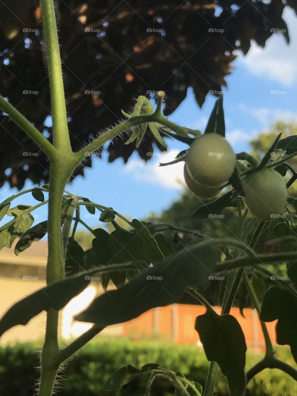 Tiny Tomatoes 