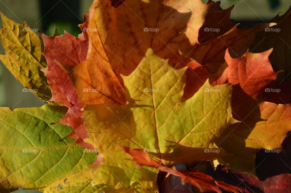 High angle view of autumn leaves