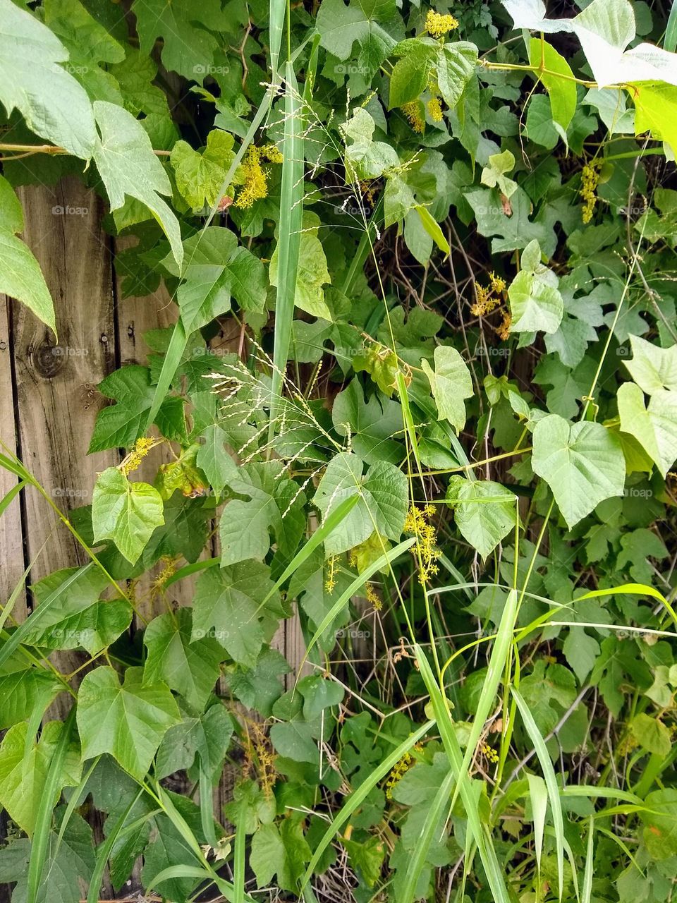 Photo of a growth of ivy growing over a wooden fence in an urban environment. It has greens with slight yellow inflections.
