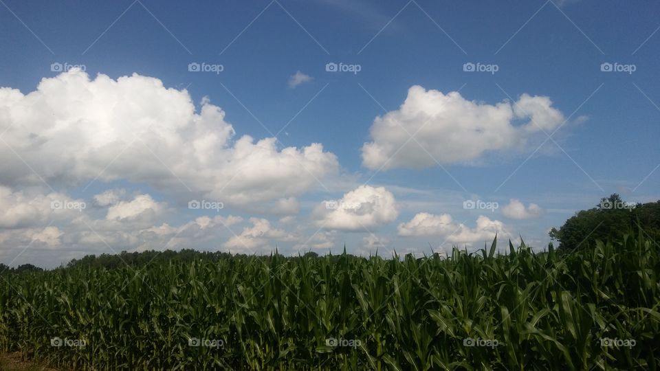 cornfield and blue skies