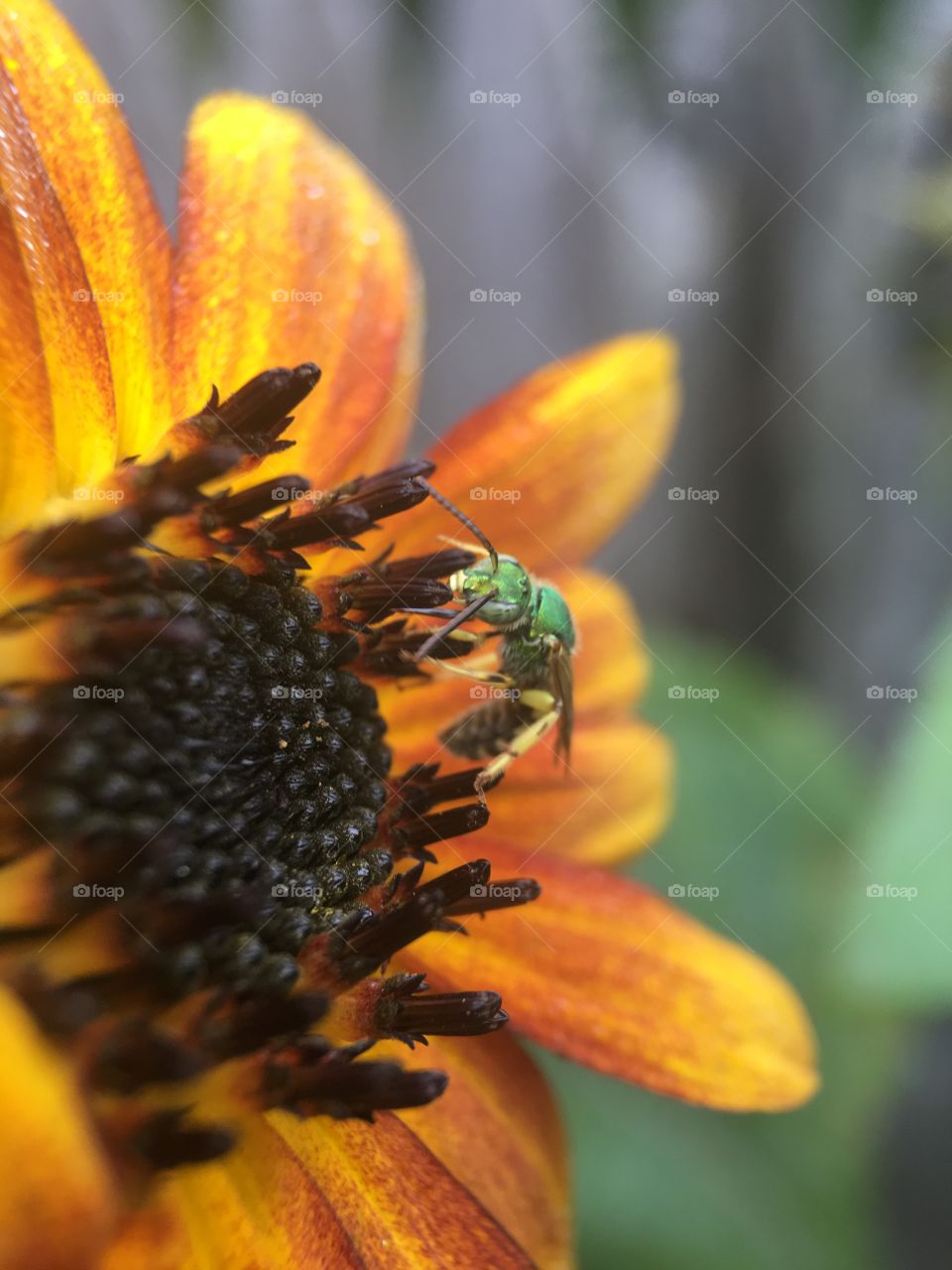 Bee in search of pollen