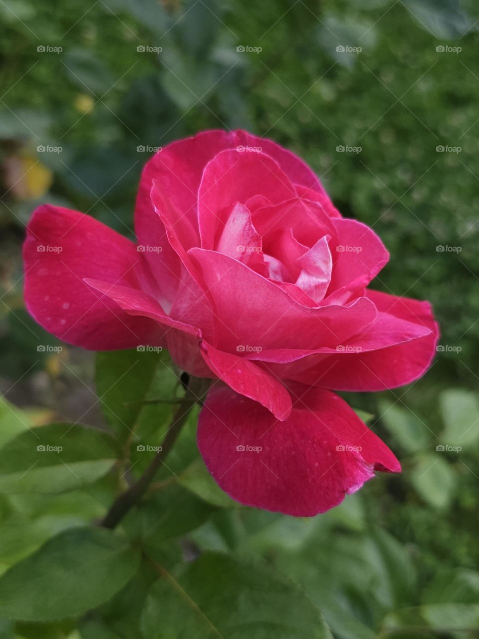 Pink Rose
