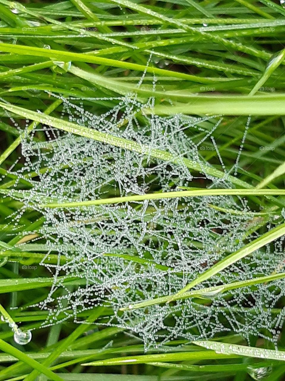 spider web with crystal drops on natural fresh green grass