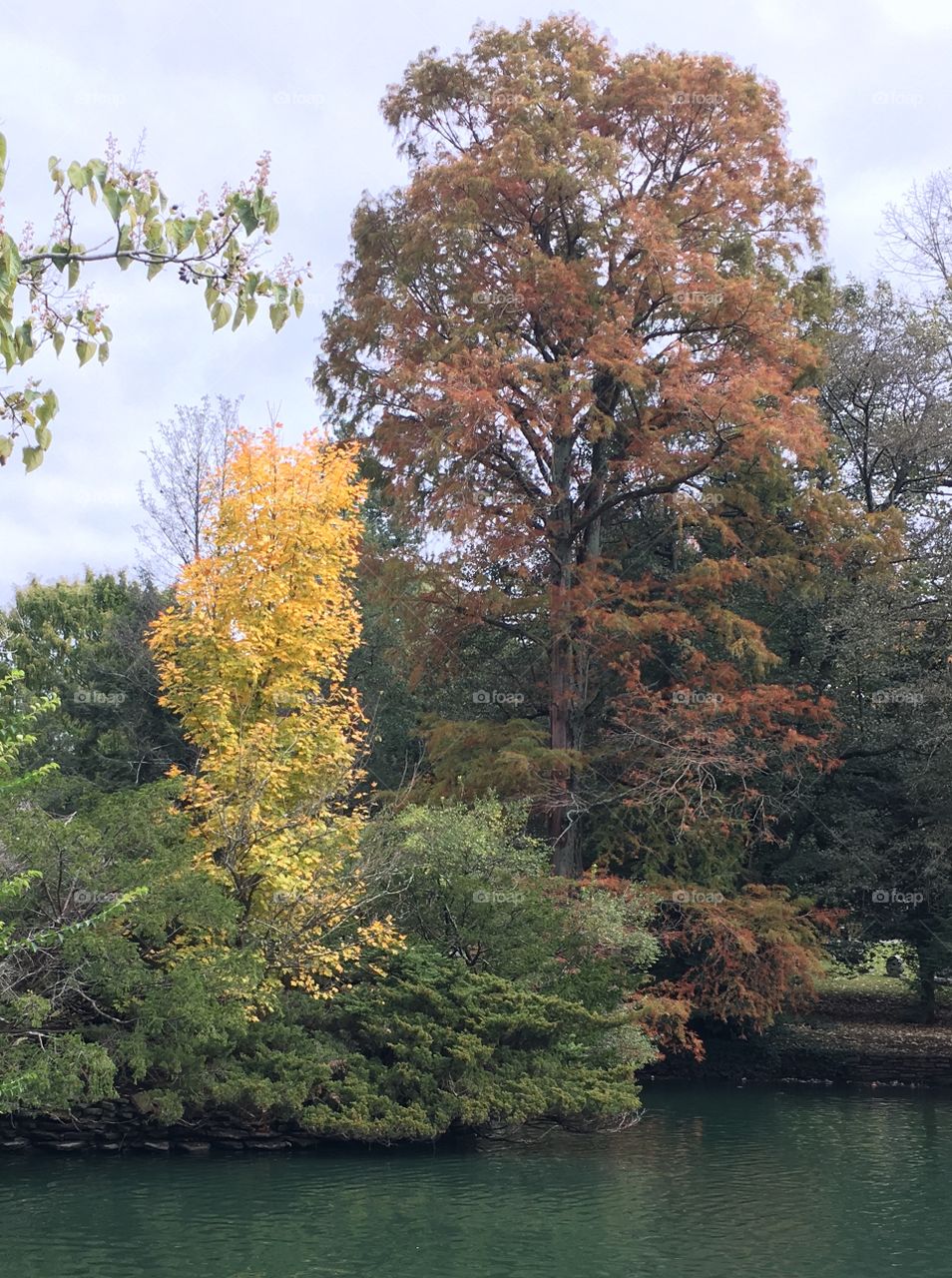 Trees on the water 