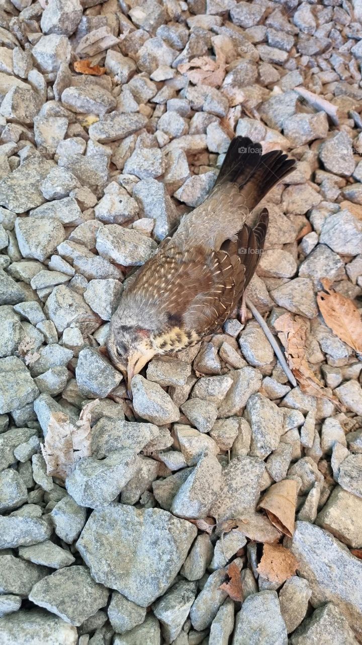 In the heat of summer, a bird flew into the window and died