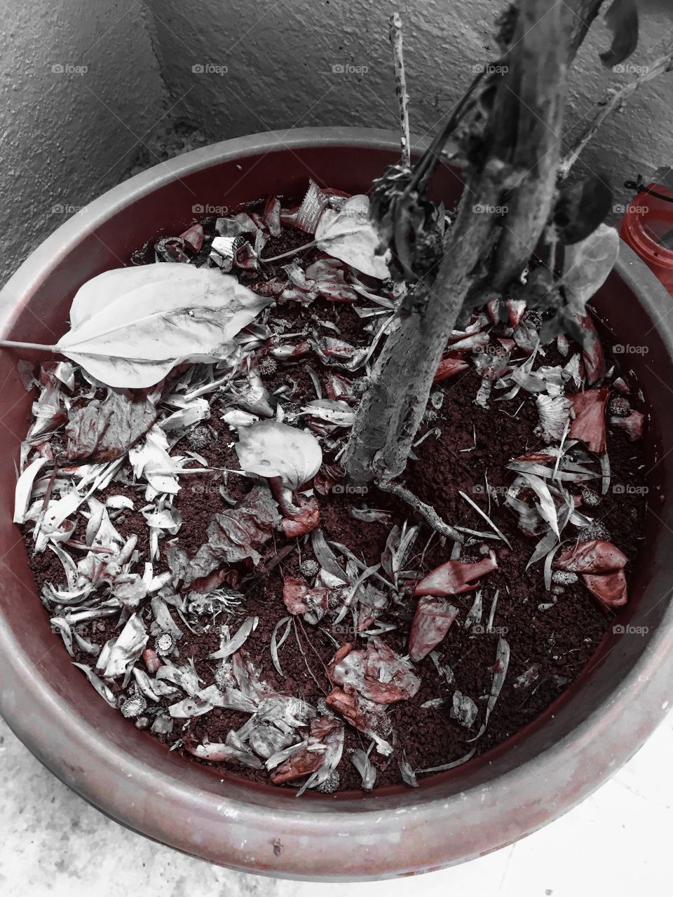 Dried leaves in flower pot