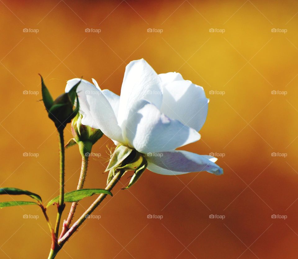 white rose with a yellowish orange background at a community garden in Sacramento California