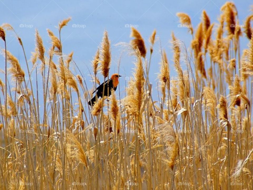 Yellow headed blackbird 