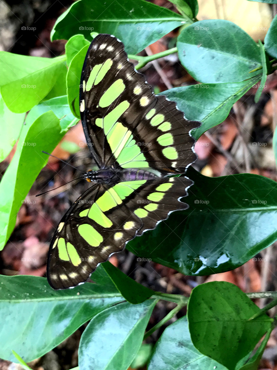 Extreme close-up of a butterfly