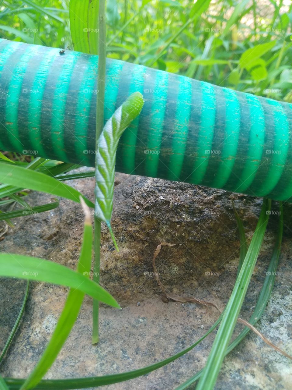 Trying for next level