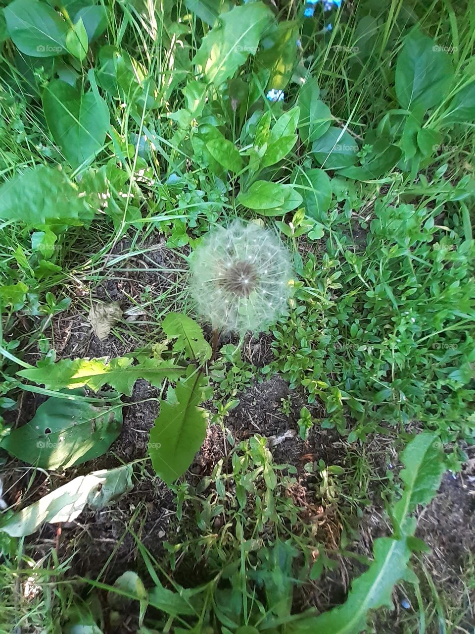 pusteblume