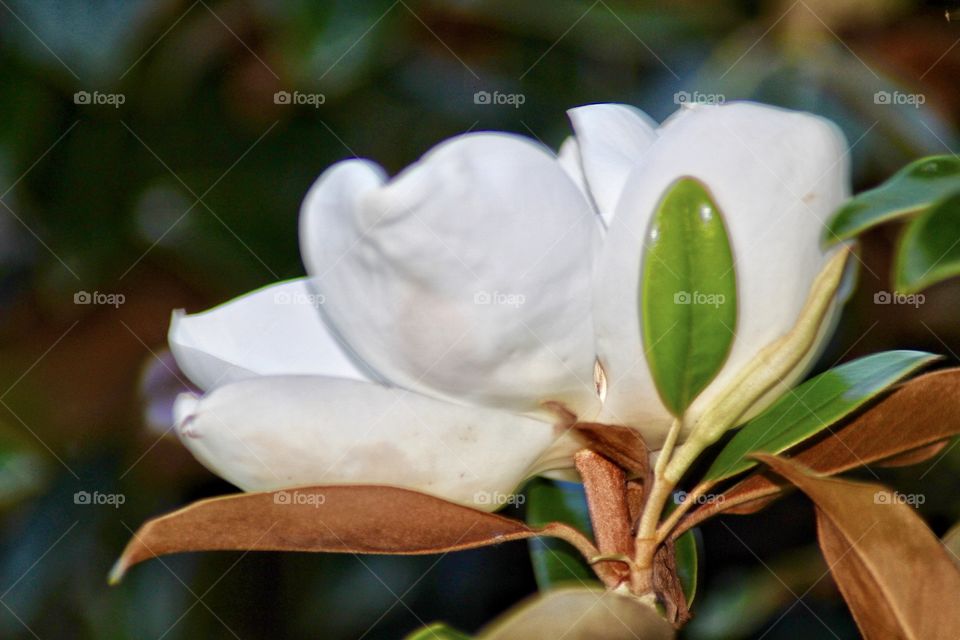 Little Gem Magnolia Blossom 