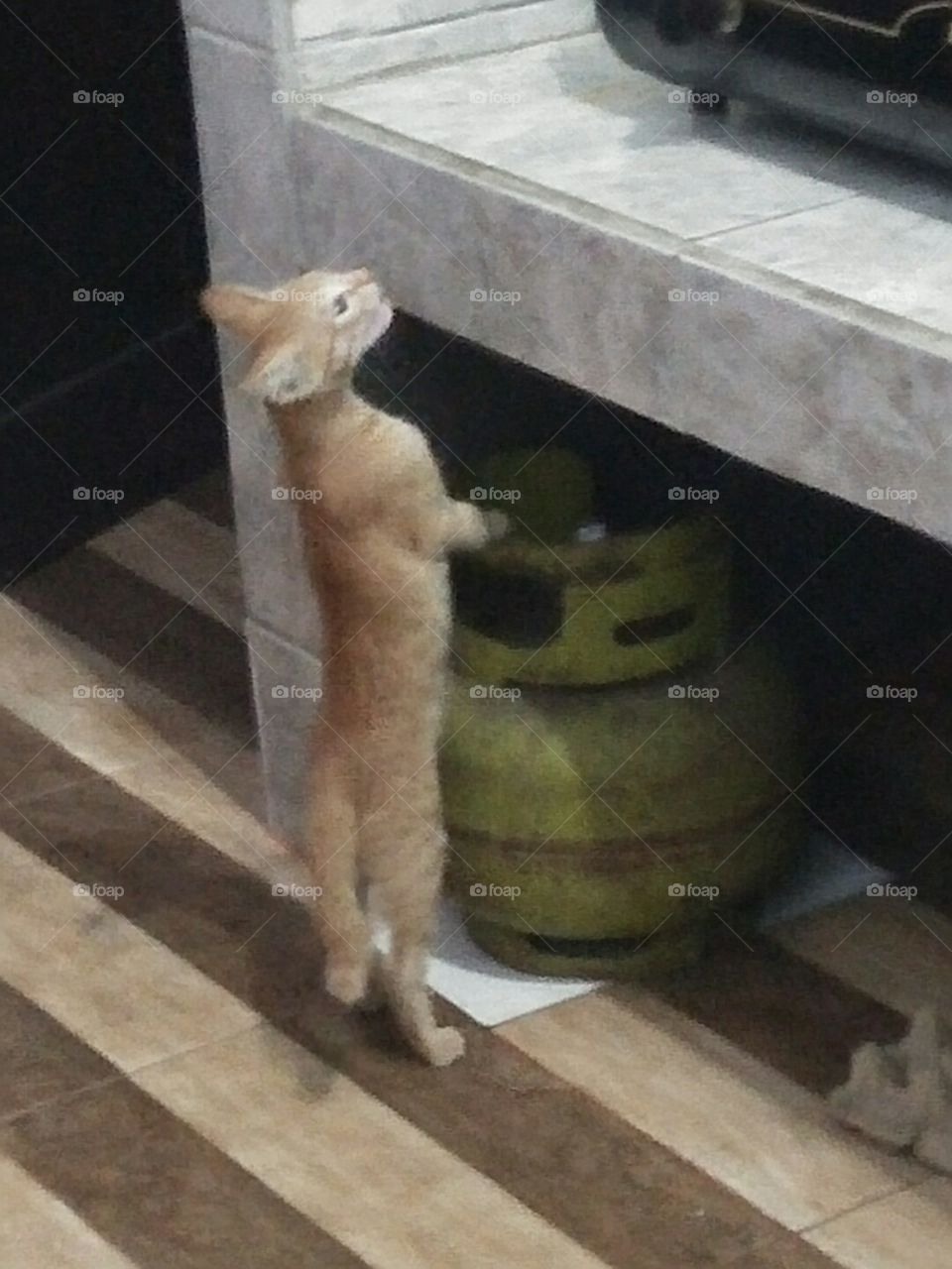 cat looks for something