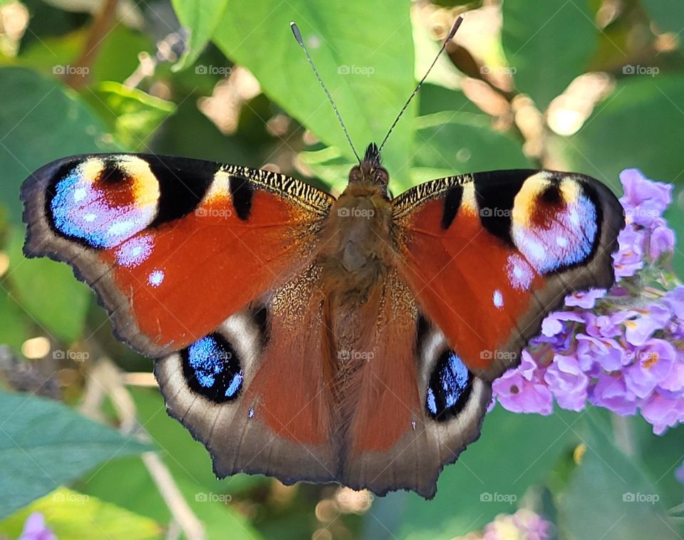 A beautiful natural colored peacock butterfly.A sign of summer, freedom,beauty,love and hope.🩷💛💙🤍🖤🩵🧡💚❤️