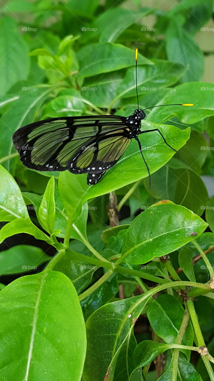 see through wings