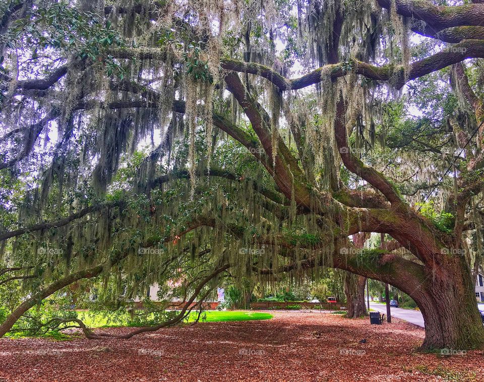 Low Country Live Oak, Beaufort South Carolina