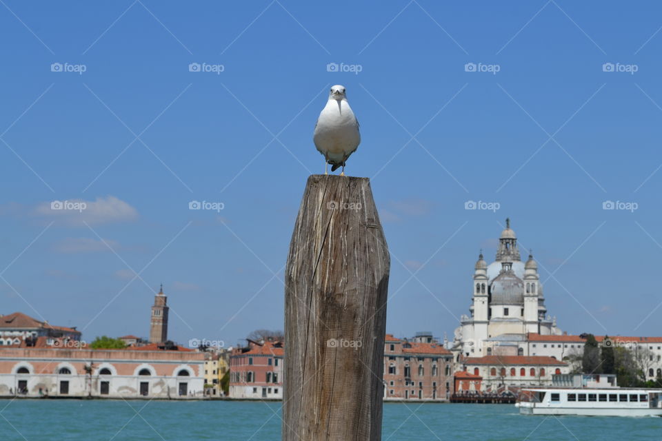 Seagull in Venice 