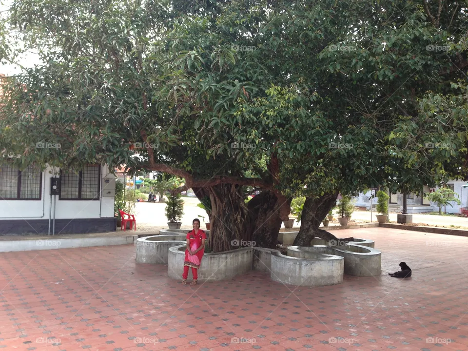 Tree