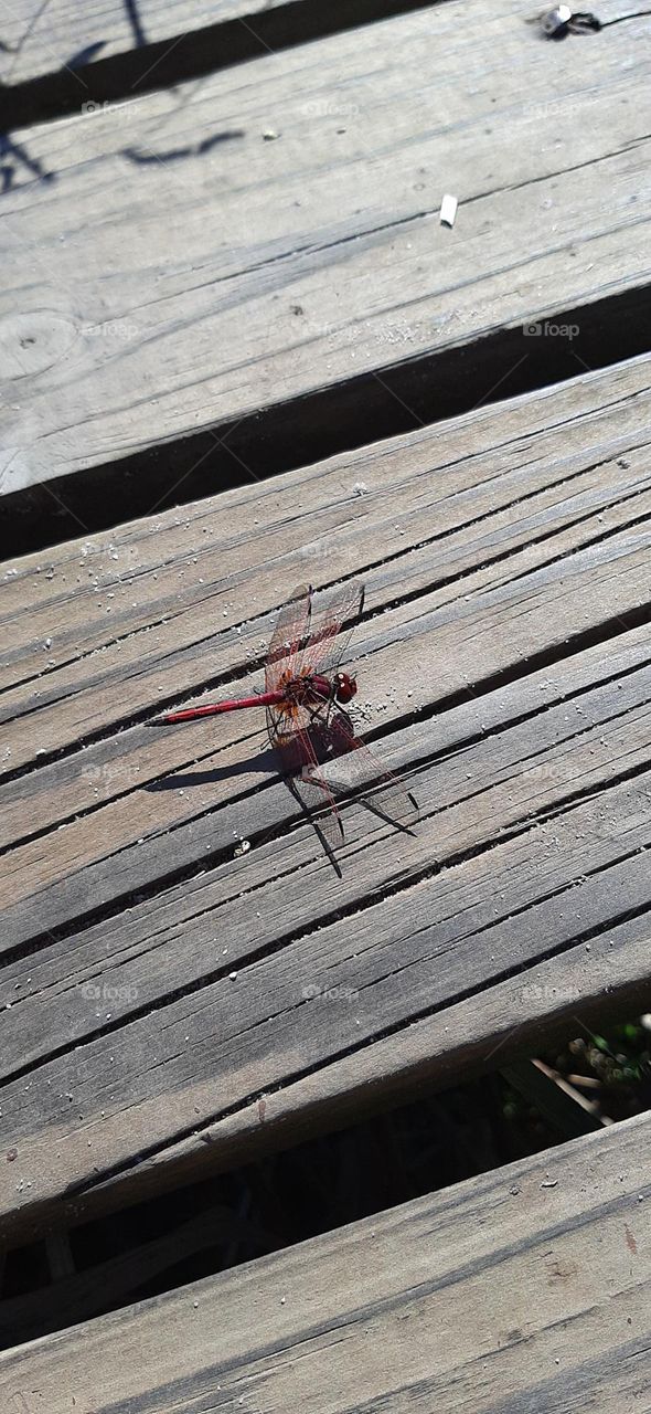 Red Dragonfly