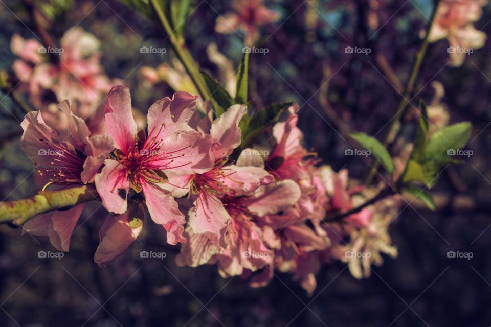 blooming fruit tree. pink flowers on a peach tree branch.
