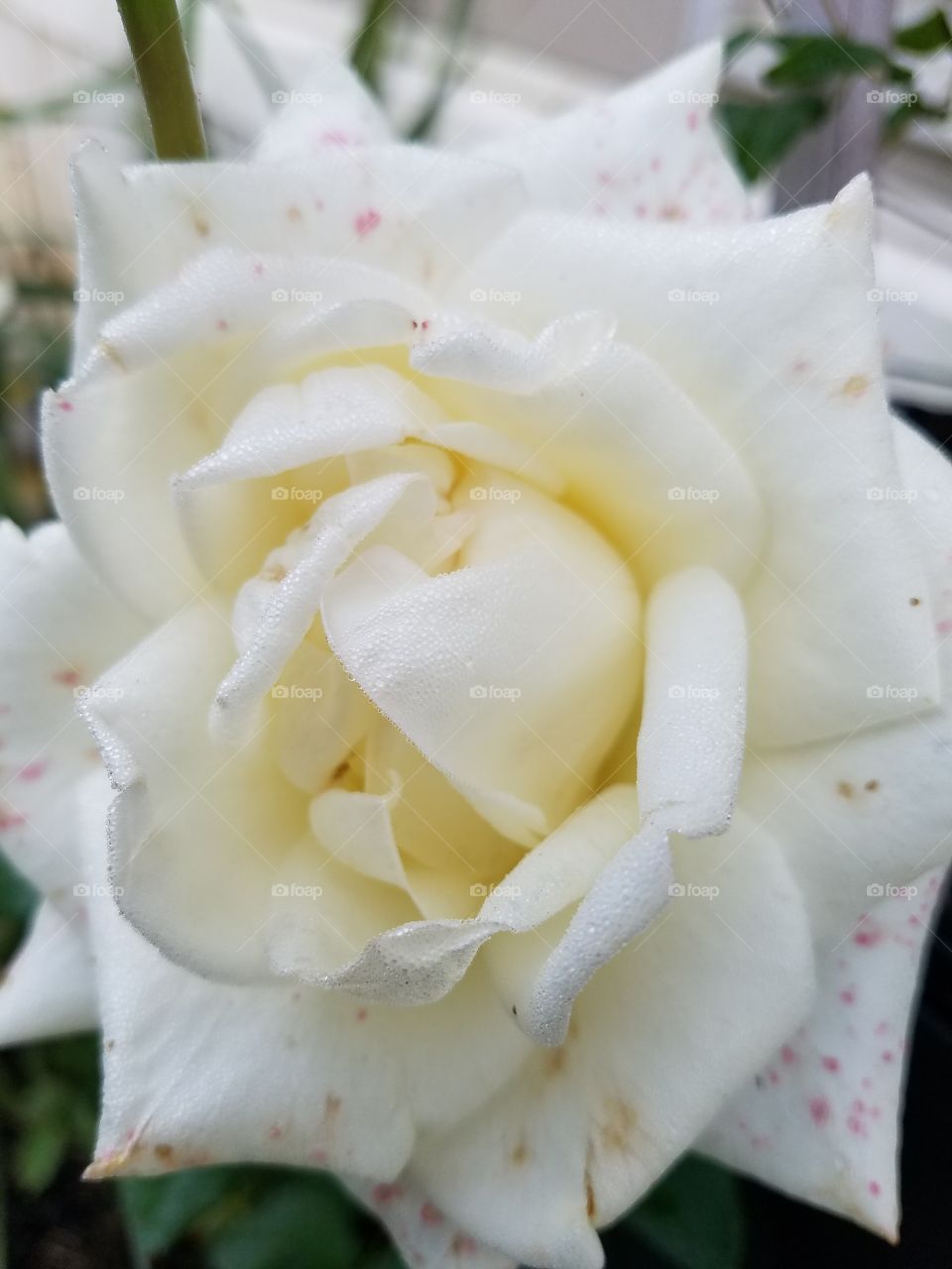 Speckled White Rose