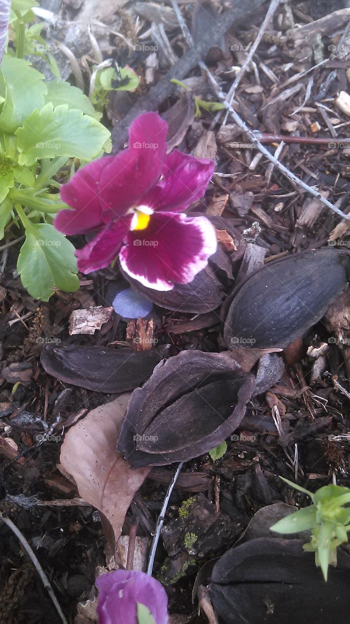purplelish. this purple flower grows under this pecan tree