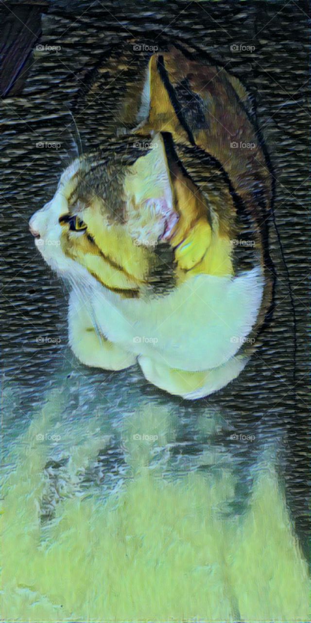 beautiful cute cat view