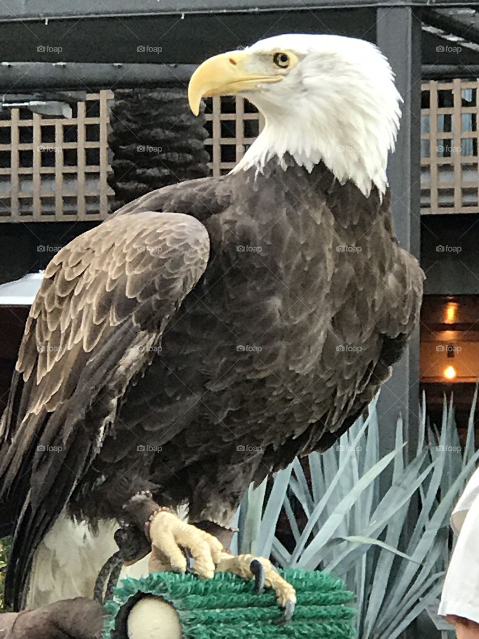 Eagle