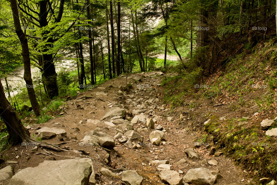 Path in Carpatian mountains, Ukraine