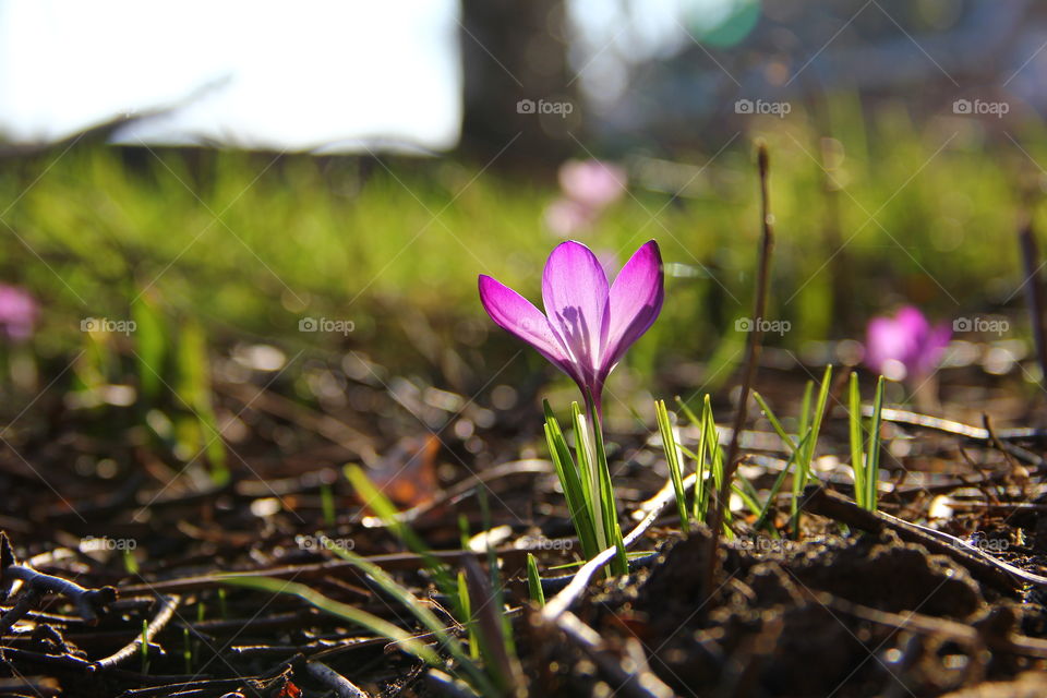 purple in the blurry garden