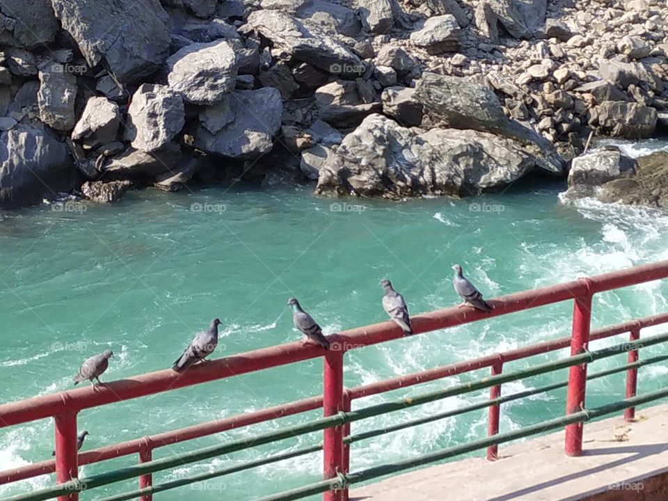 Pigeons enjoying winter sunshine on the bank of the sacred Ganga