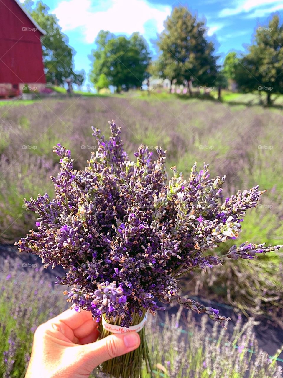 Bouquet of Lavender