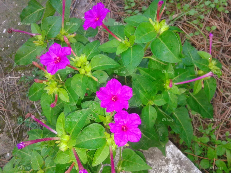 Dark pink four-o'clock flowers on the island of Ischia