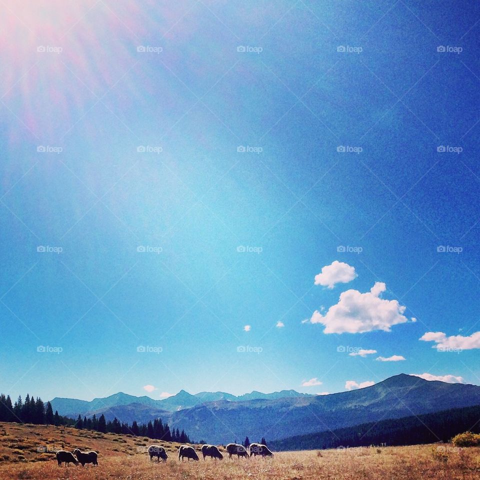 Colorado sheep