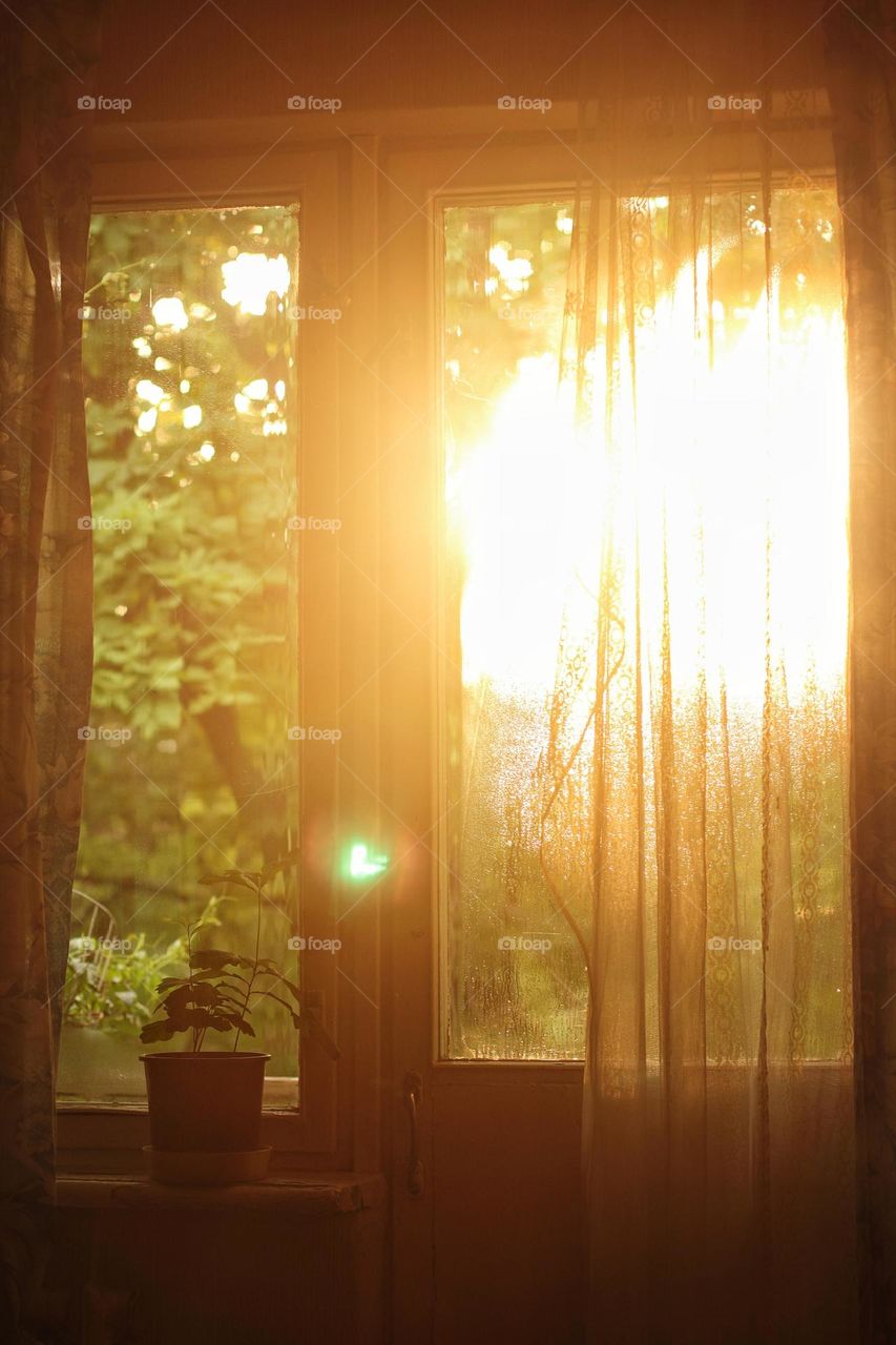 Indoor rose on the windowsill