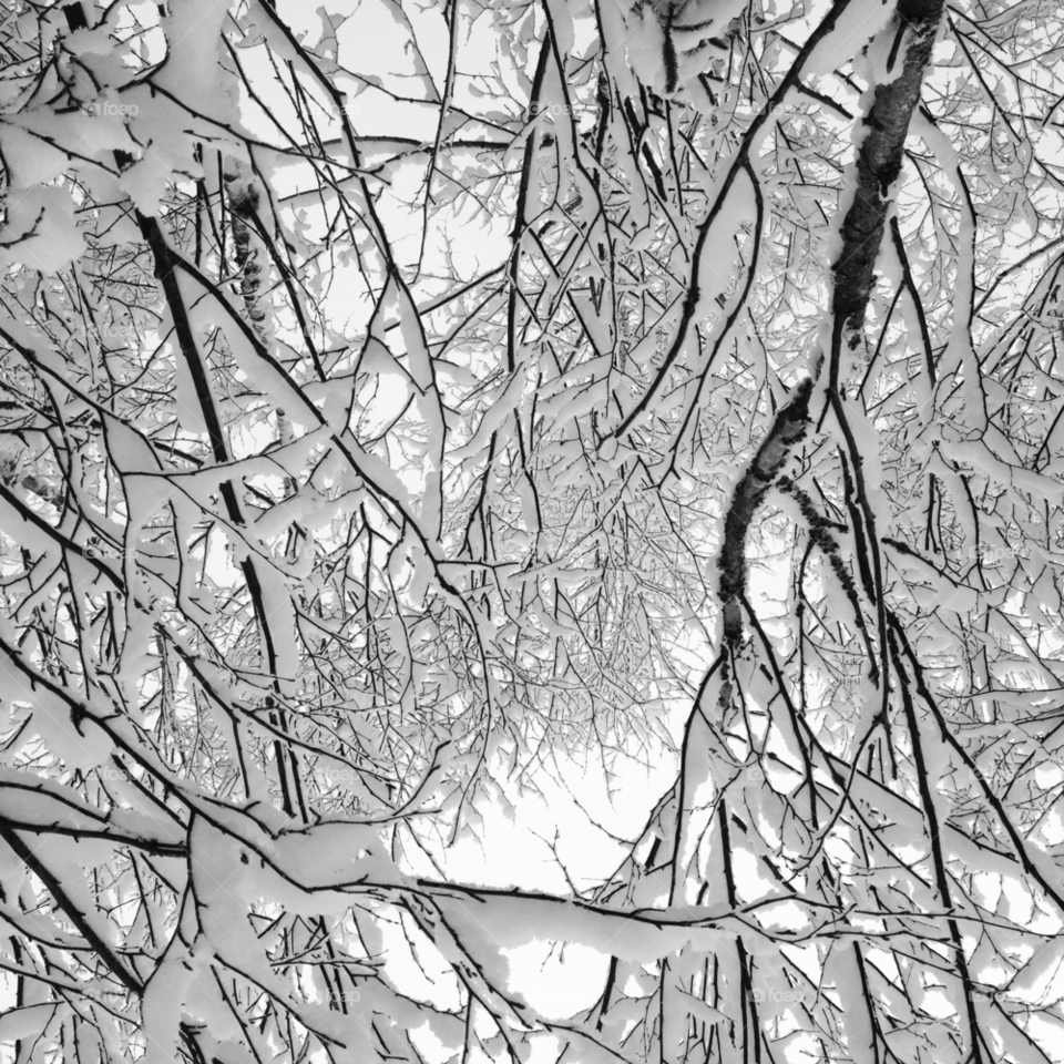 ed snow winter white by lindajacobi