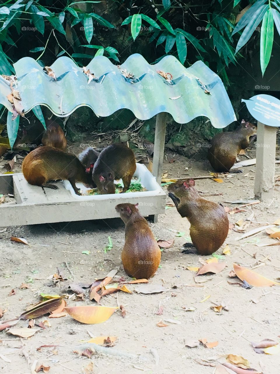 Cutias! Um pequeno animal típico da fauna brasileira. 