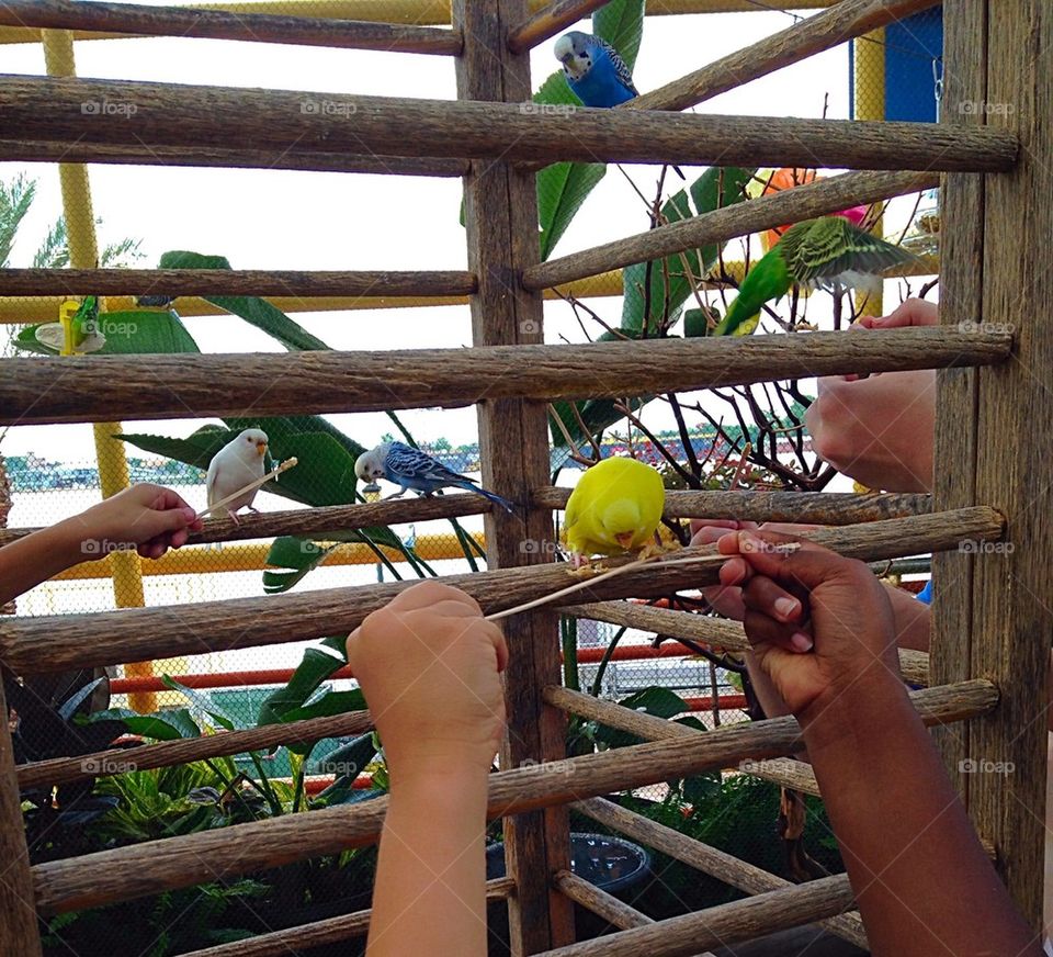 Children Feeding Parakeets