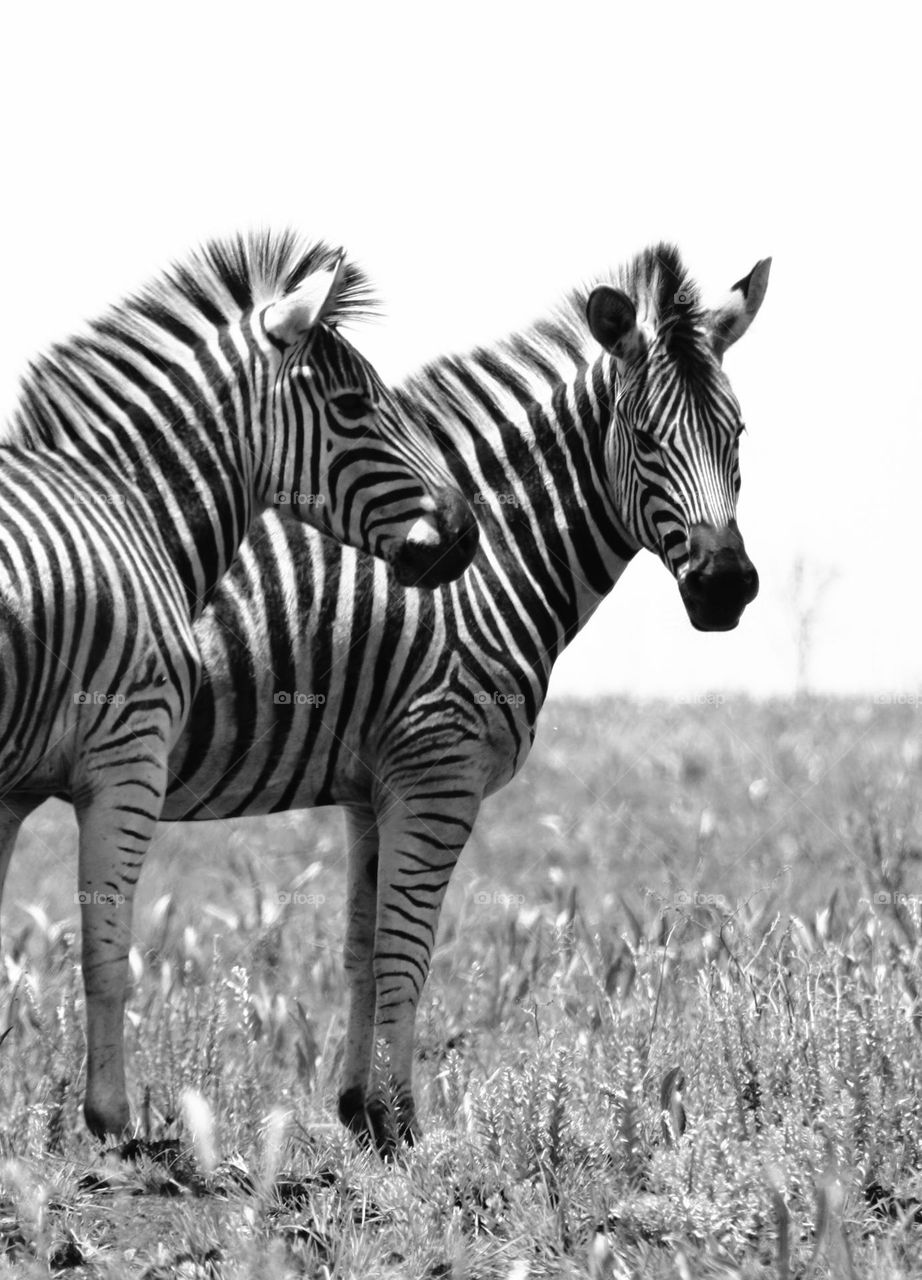 black and white image of two zebras on the plains.