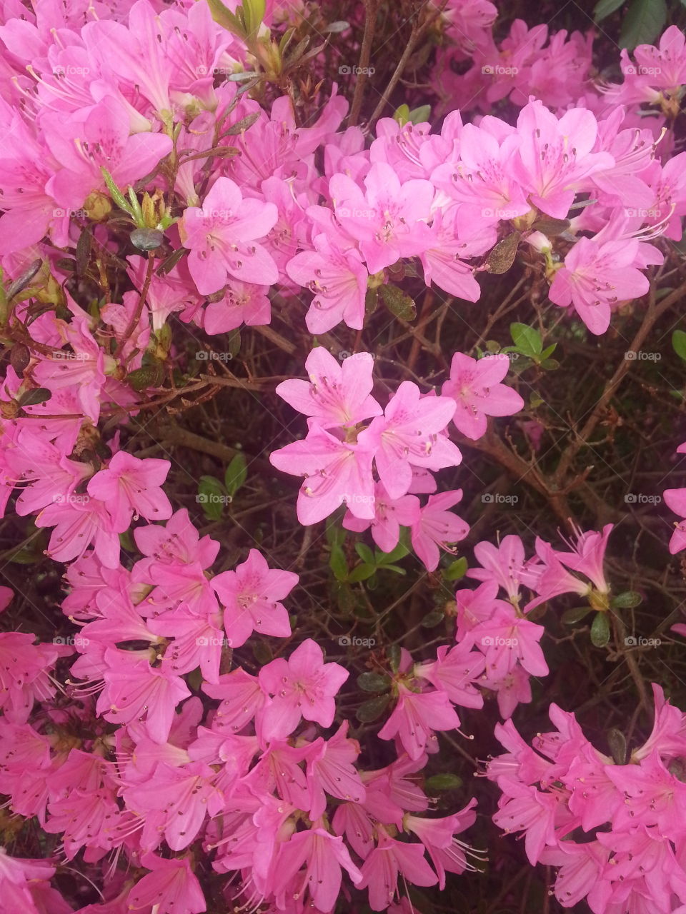 pink flowers. a pretty flowering bush in my front yard
