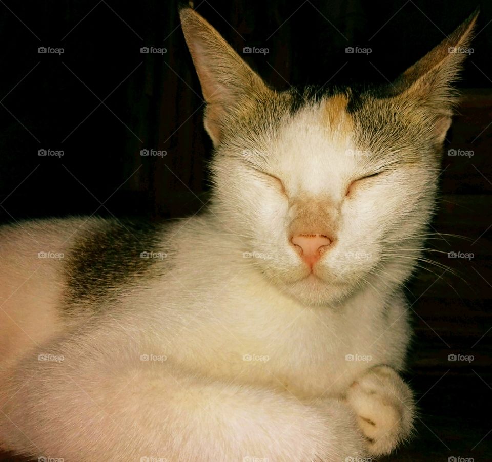 Cute cat closeup face