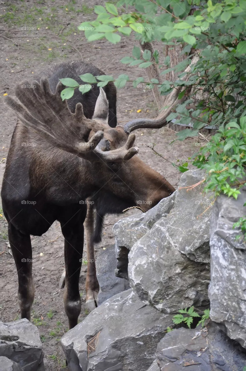 Moose.