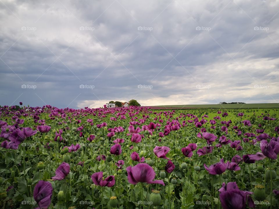 Field of poppies, Upperaustria