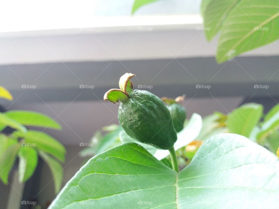 tiny guava